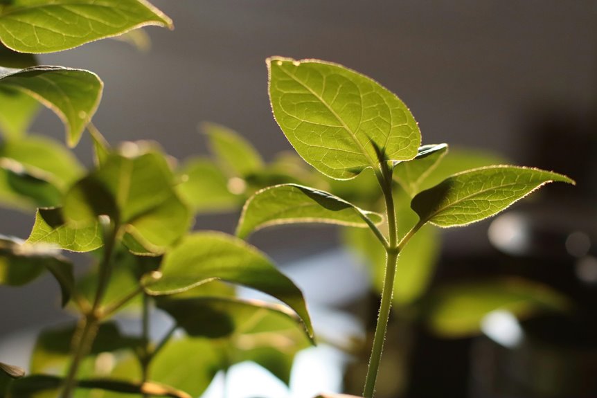 quantumleaf cannatrix dataplant model
